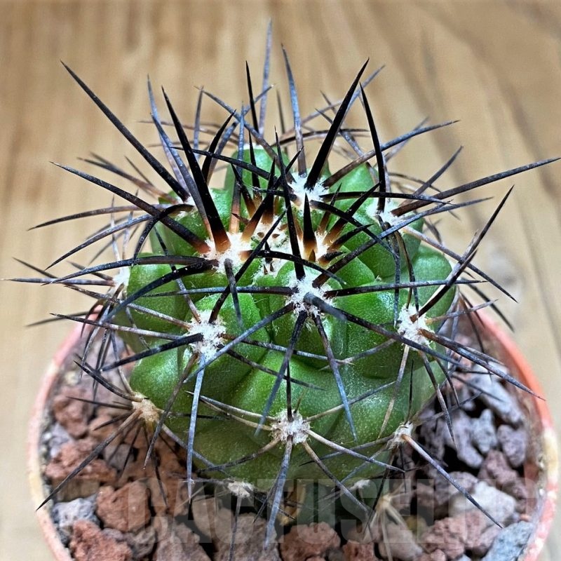 SH18338 Copiapoa alticostata SI-50-24, grafted