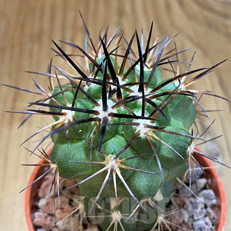 SH18339 Copiapoa alticostata SI-50-24, grafted