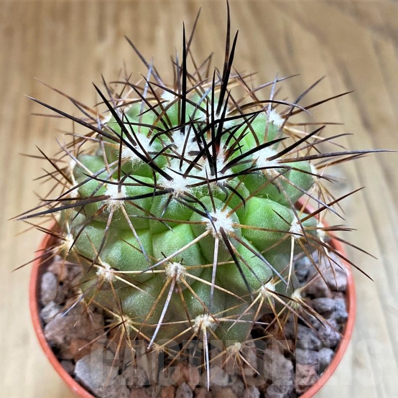 SH18340 Copiapoa gigantea SI-41c-24, grafted