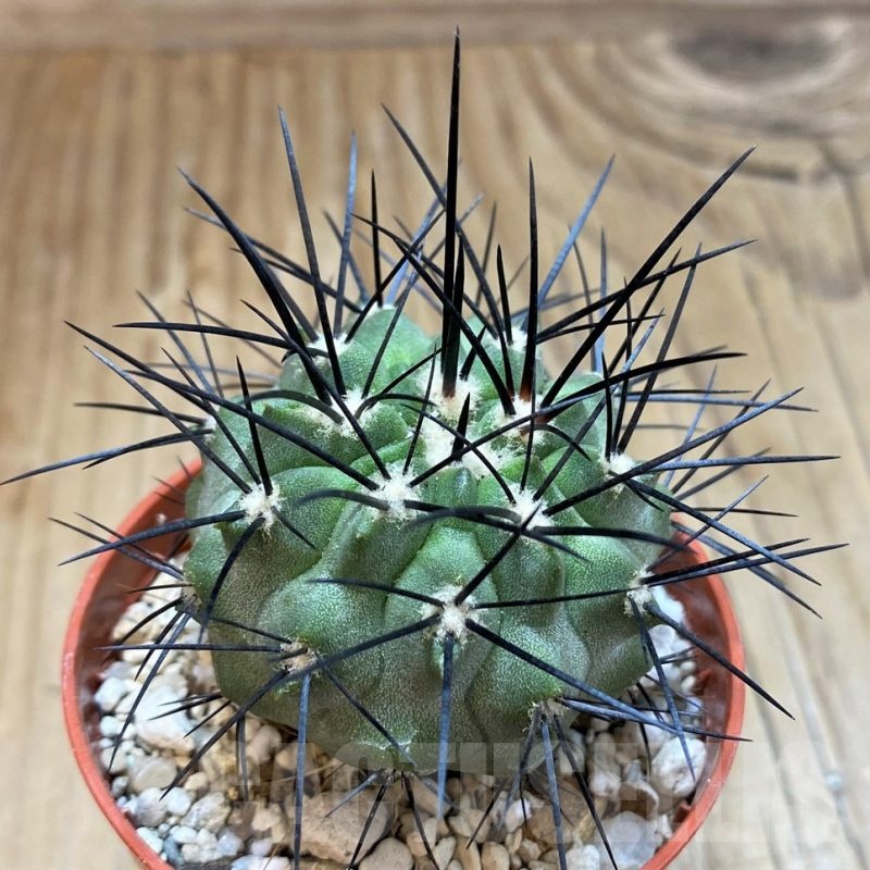 SH18296 Copiapoa dealbata SI-54-24, grafted