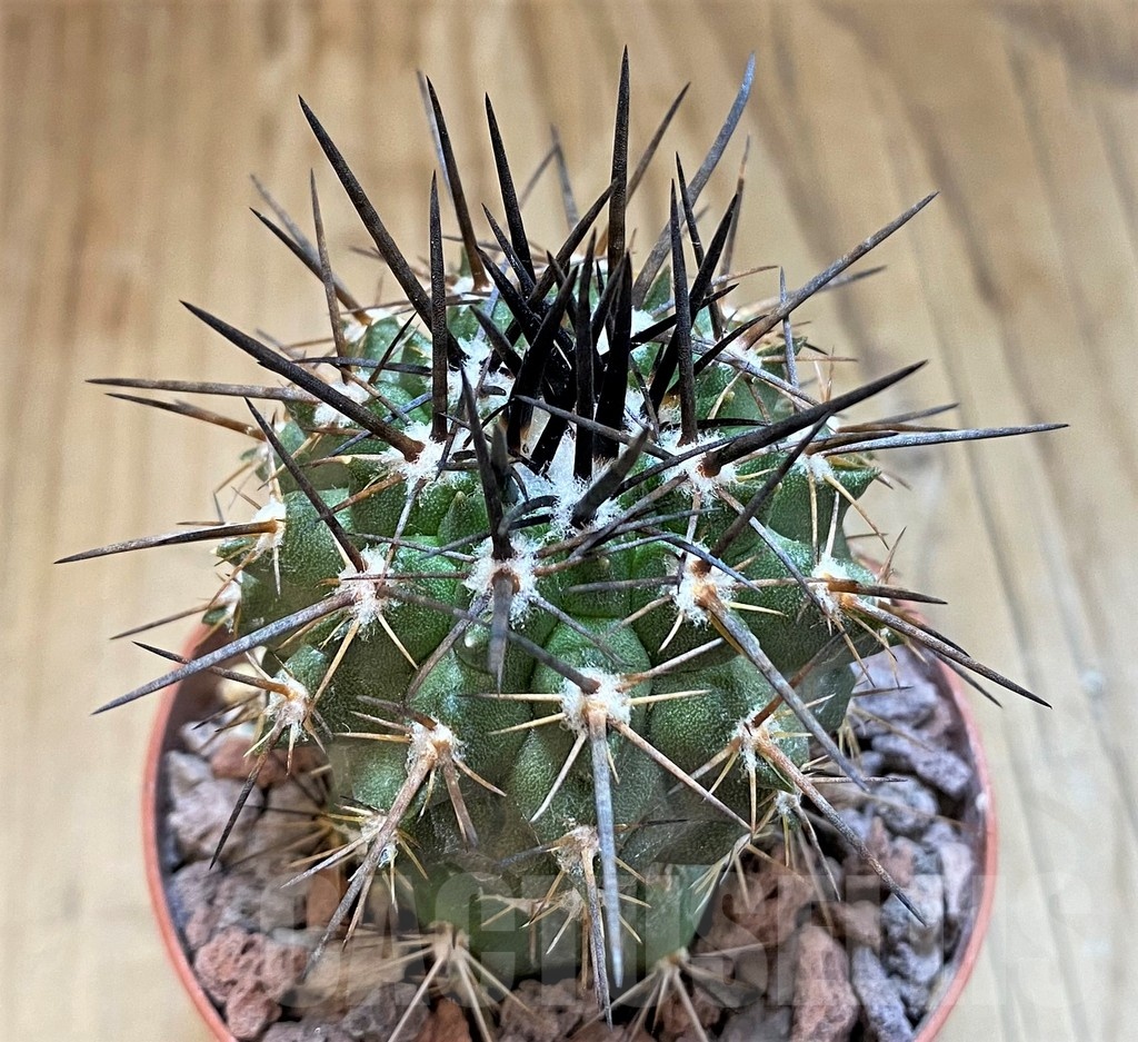 SH18345 Copiapoa aff. fusca GCG15255, grafted