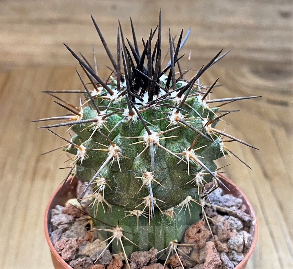 SH18345 Copiapoa aff. fusca GCG15255, grafted - Image 2