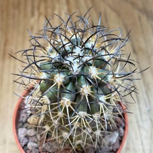 SH18347 Copiapoa algarrobensis GCG15262, grafted – Cactus-online