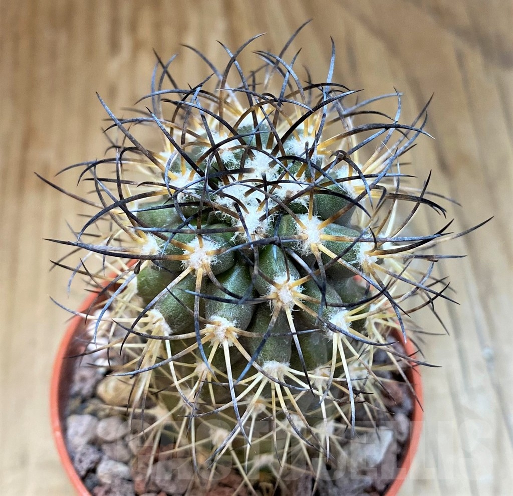 SH18347 Copiapoa algarrobensis GCG15262, grafted