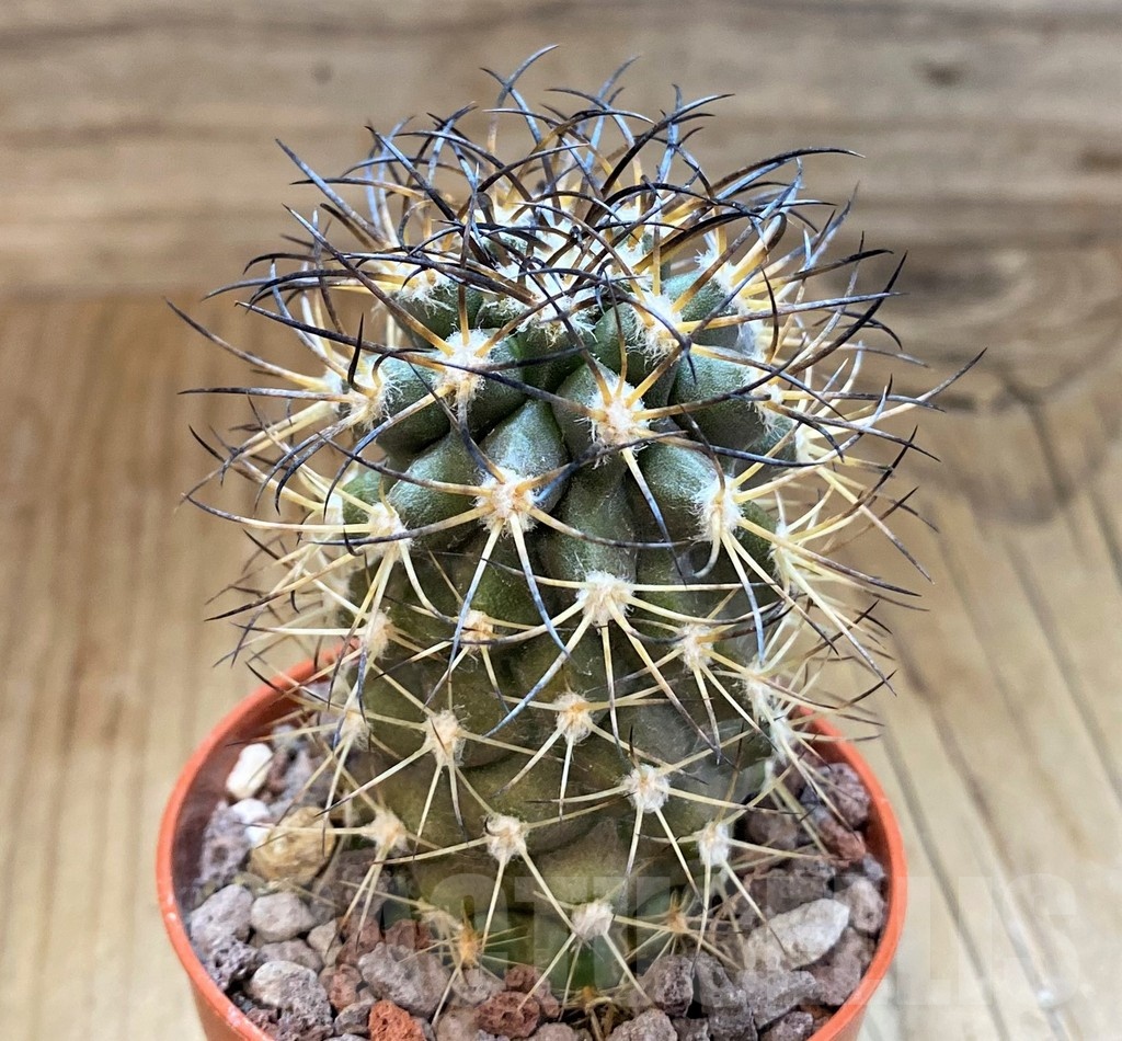 SH18347 Copiapoa algarrobensis GCG15262, grafted - Obrázek 2