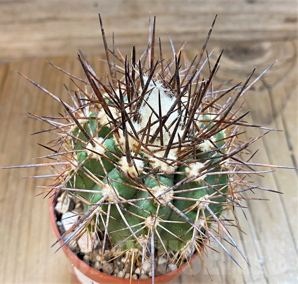 SH18352 Copiapoa calderana v. spinosior GCG15019, grafted