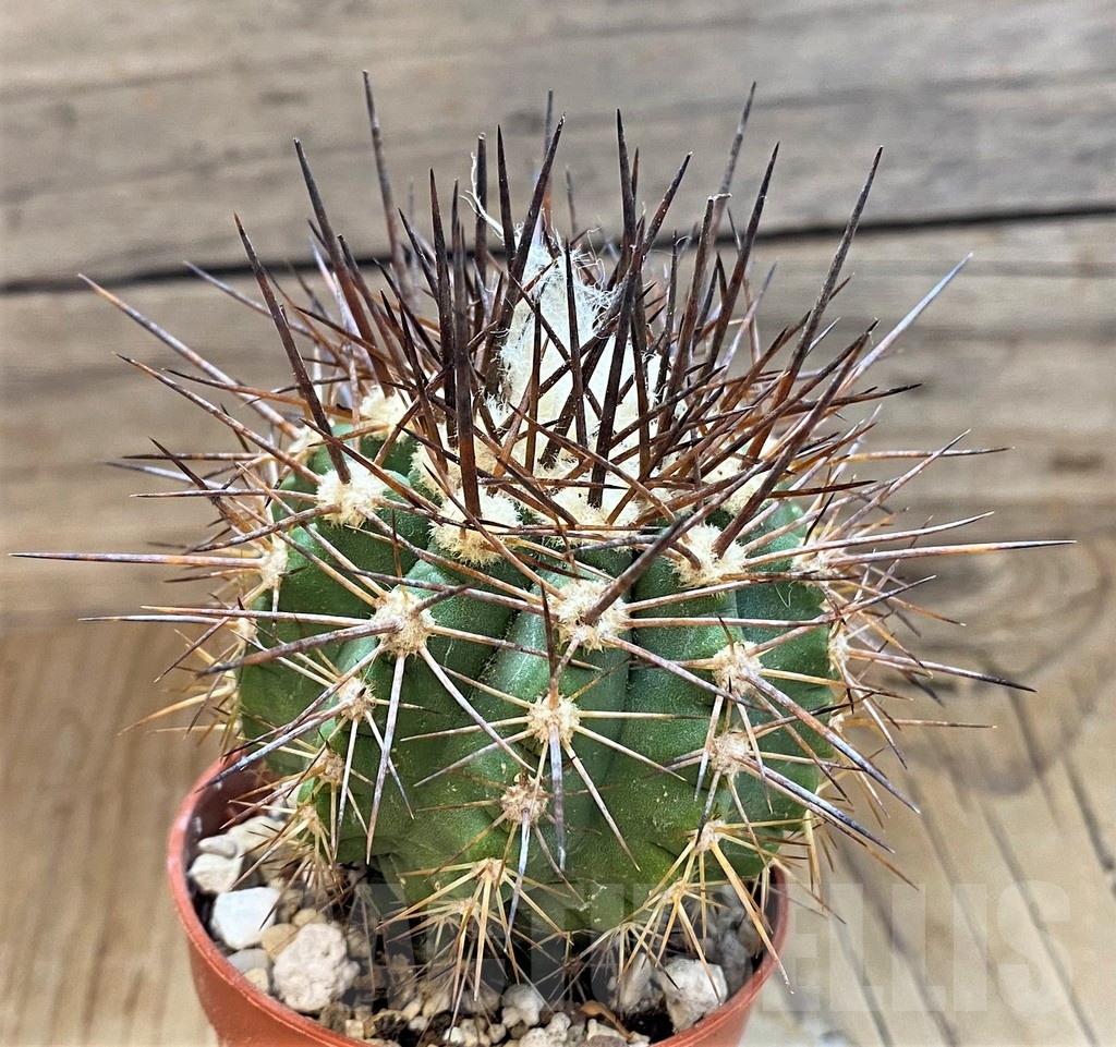 SH18352 Copiapoa calderana v. spinosior GCG15019, grafted - Image 2