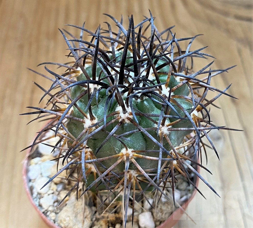 SH18354 Copiapoa schulziana SL-12-24, grafted