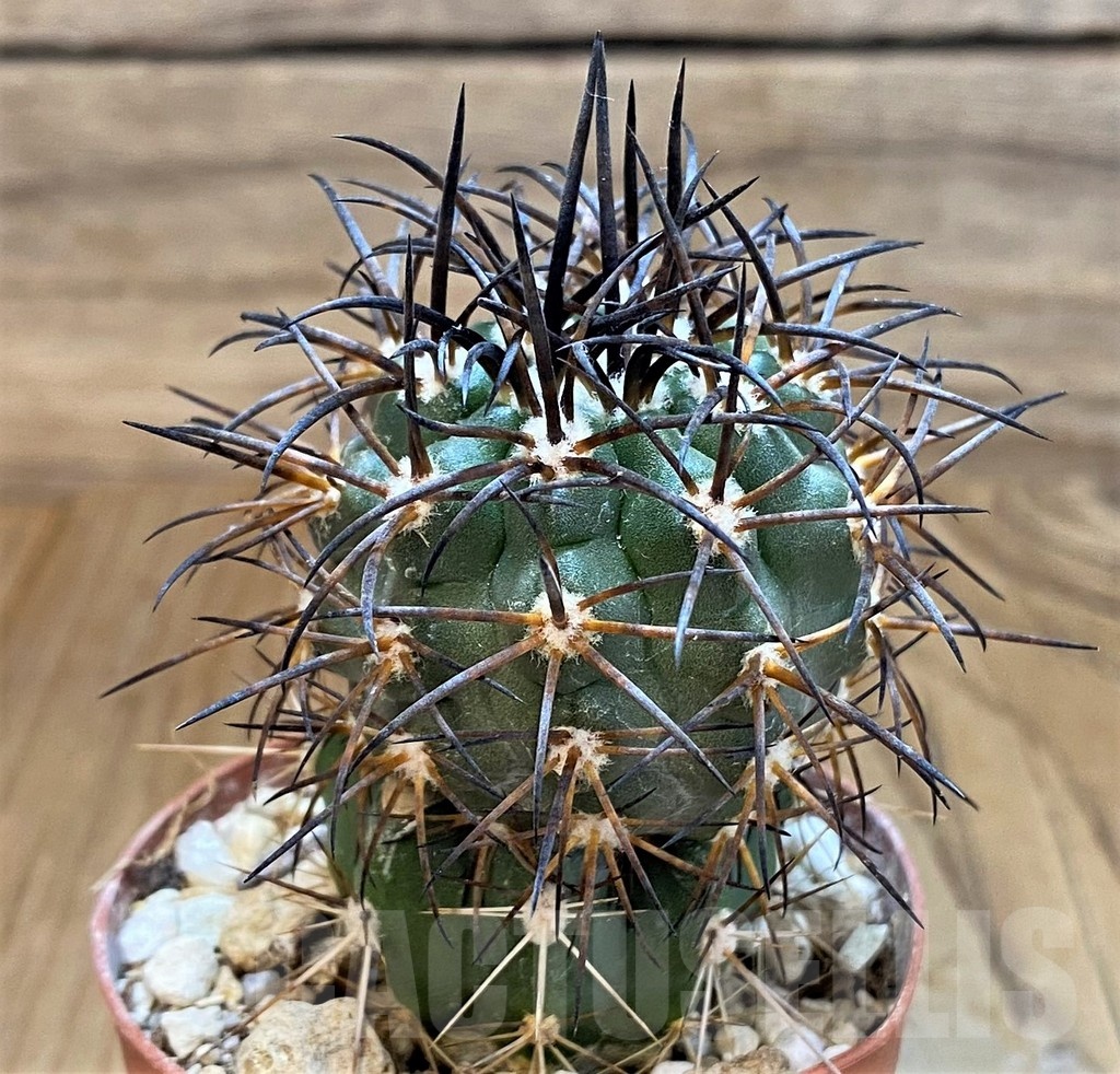 SH18354 Copiapoa schulziana SL-12-24, grafted - Obrázek 2