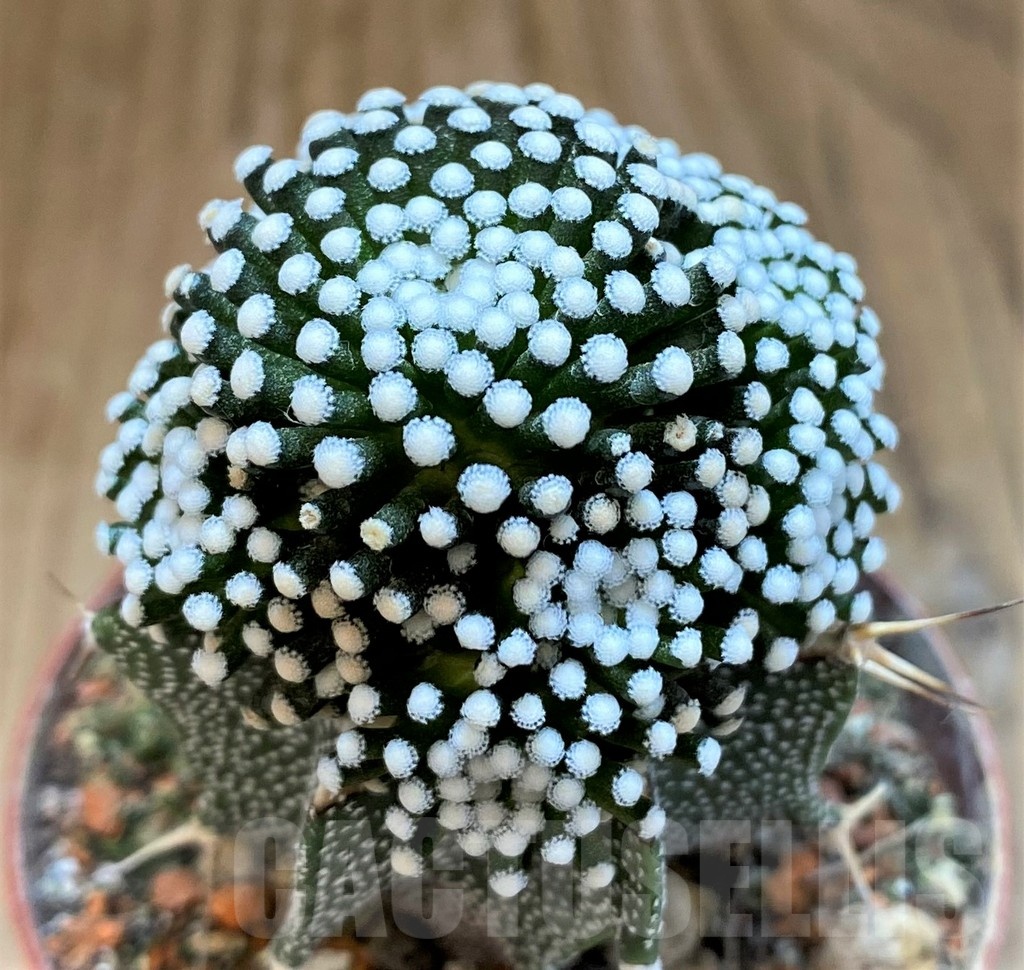 SH18355 Mammillaria luethyi, grafted