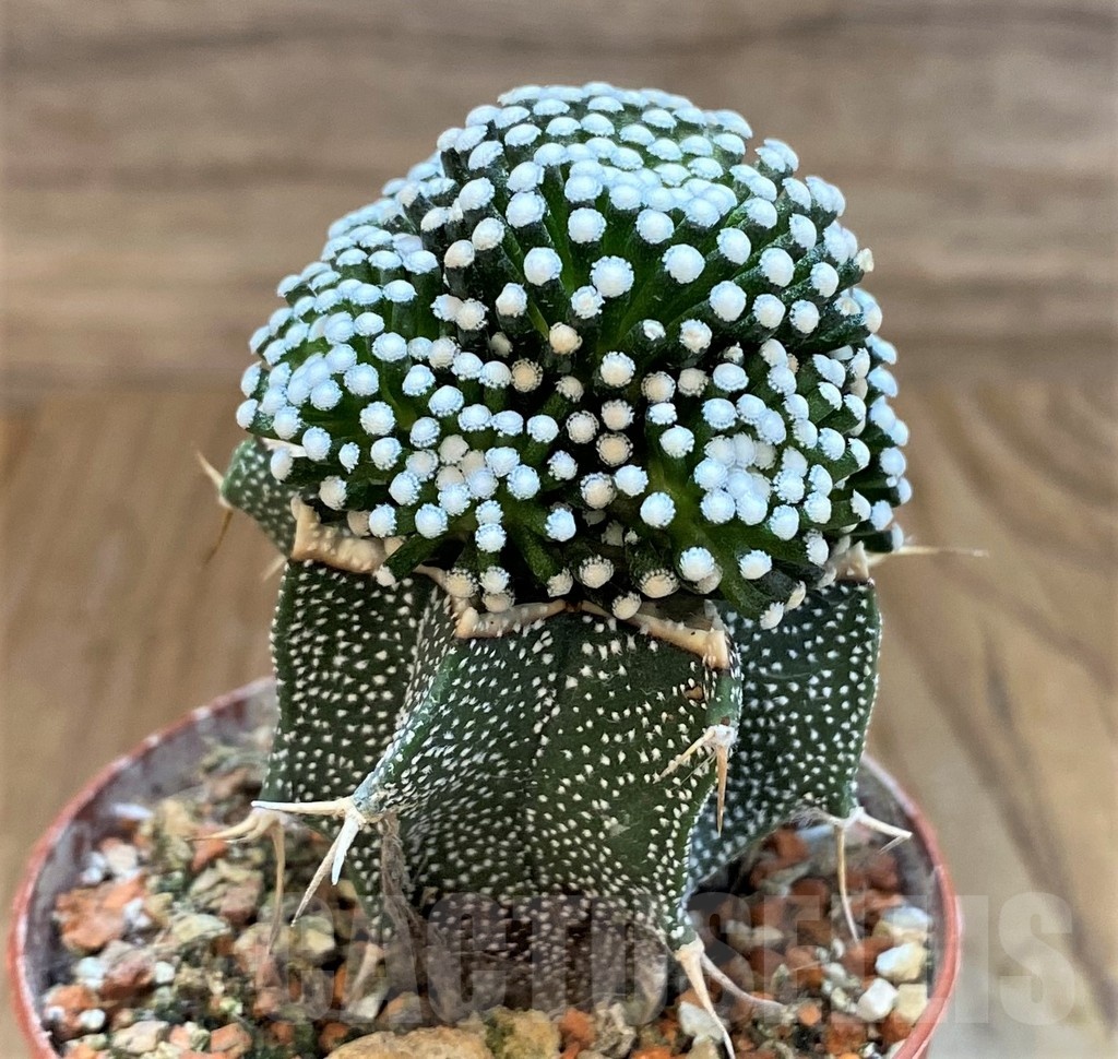 SH18355 Mammillaria luethyi, grafted - Obrázek 2
