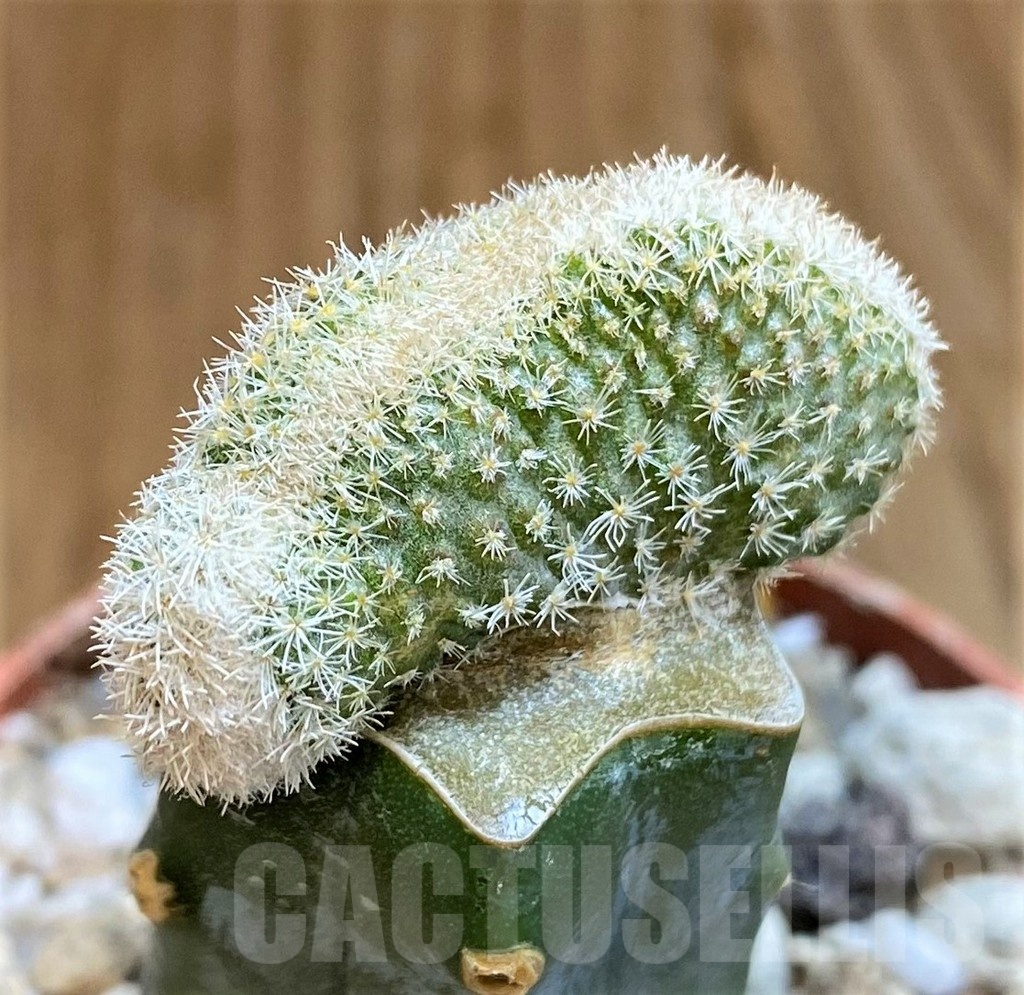 SH18357 Epithelantha pachyrhiza f. cristata, grafted