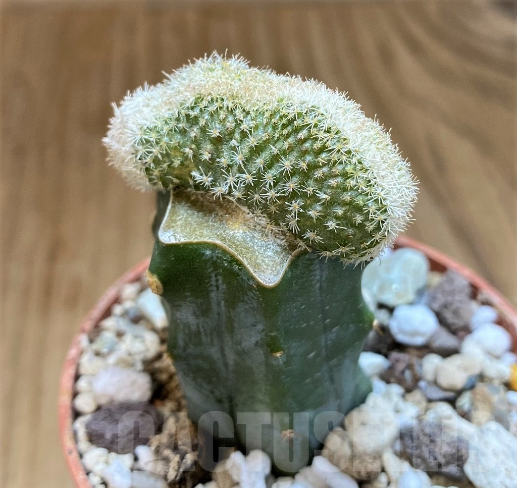 SH18357 Epithelantha pachyrhiza f. cristata, grafted - Obrázek 2