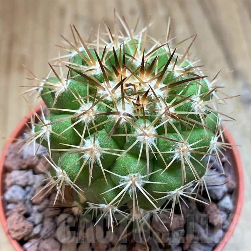 SH18300 Copiapoa cinerascens HR1135, grafted