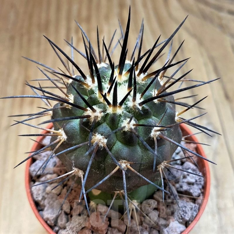 SH18303 Copiapoa dealbata v. carrizalensis GCG15021, grafted