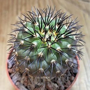 SH18304 Copiapoa longistaminea f. 'Tigrillensis', grafted – Cactus