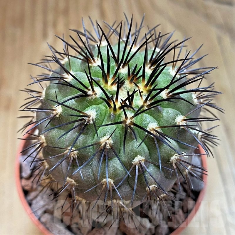 SH18304 Copiapoa longistaminea f. 'Tigrillensis', grafted