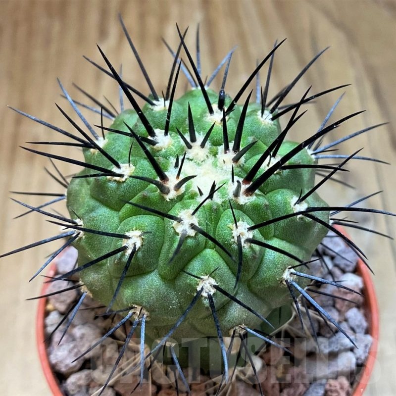 SH18307 Copiapoa dealbata v. carrizalensis selection GCG15254, grafted