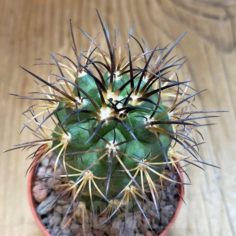 SH18309 Copiapoa schulziana SI-12-24, grafted