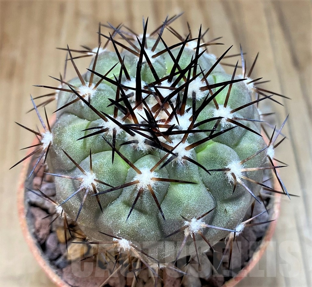 SH18311 Copiapoa cinerea SI-31-24, grafted