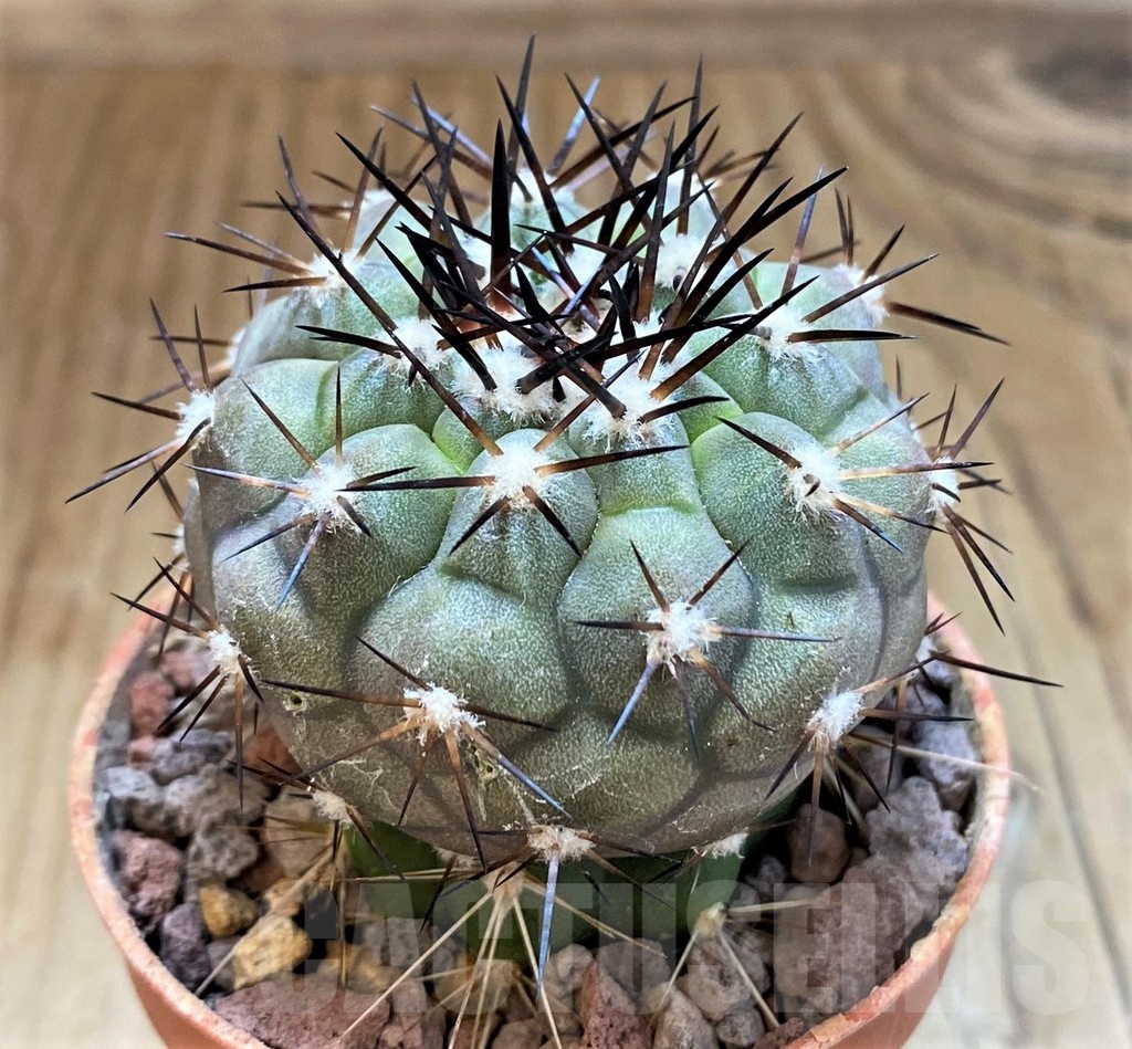 SH18311 Copiapoa cinerea SI-31-24, grafted - Image 2
