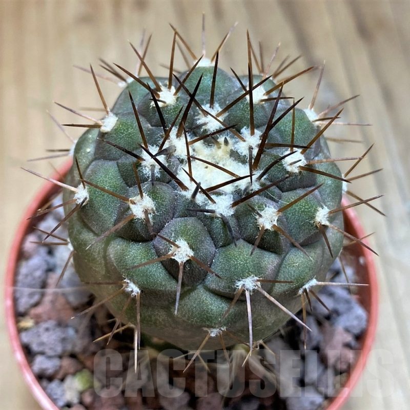 SH18313 Copiapoa cinerea melanohystrix selection GCG15247b, grafted
