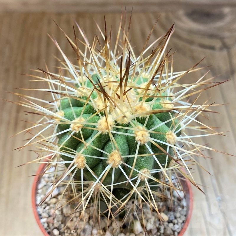SH18315 Copiapoa haseltoniana 'Eremophila' GCG15279, grafted