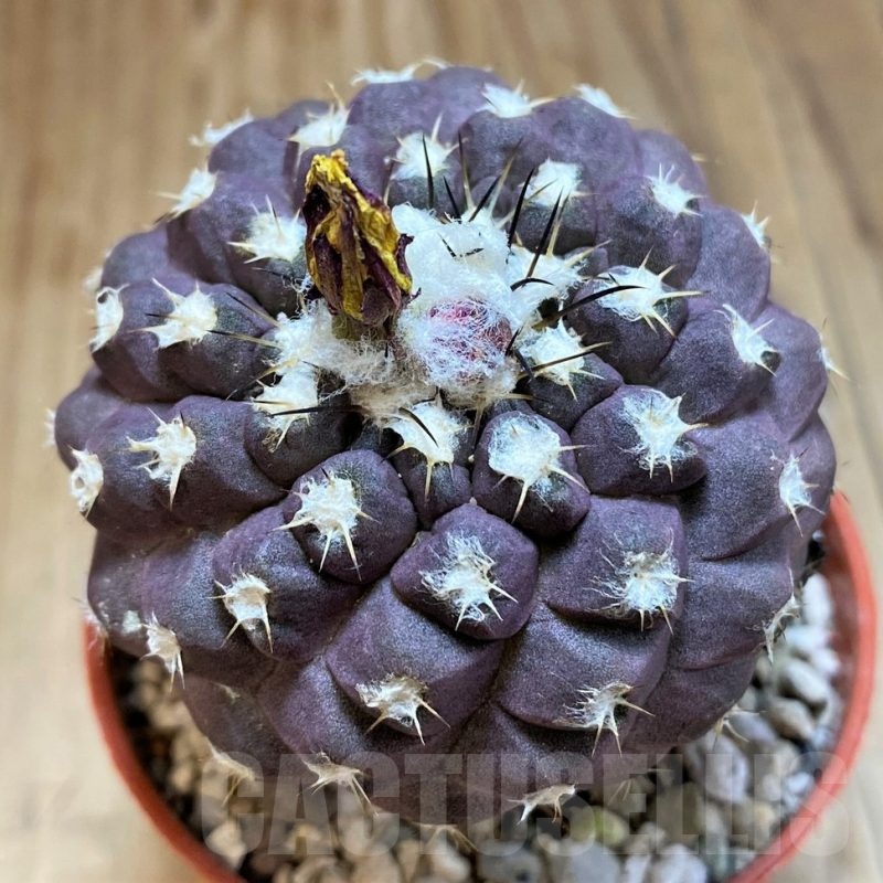 SH18318 Copiapoa leonensis HR1061, grafted