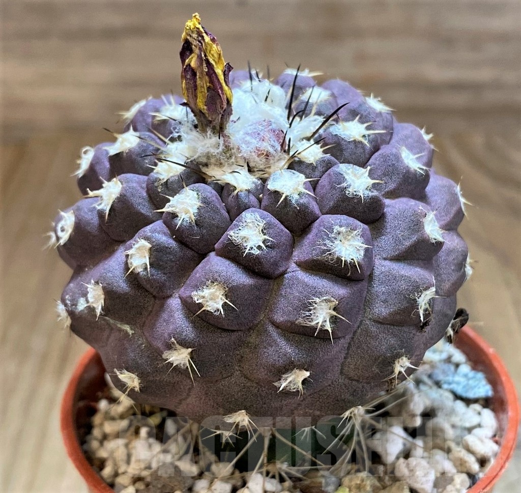 SH18318 Copiapoa leonensis HR1061, grafted - Image 2
