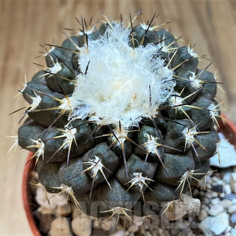 SH18319  Copiapoa leonensis HR1061, grafted
