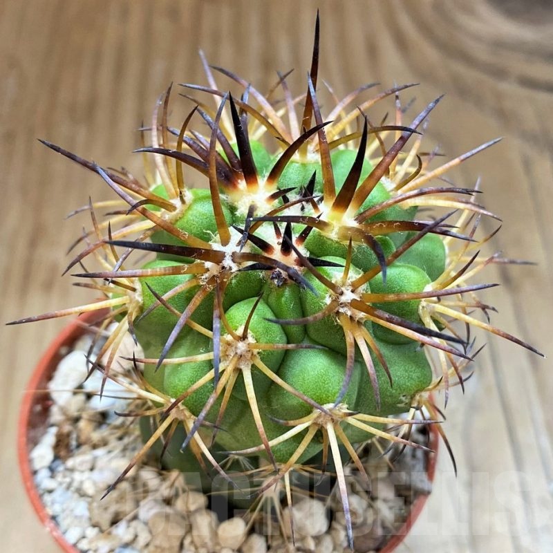 SH18323 Copiapoa vallenarensis SI-61-24, grafted