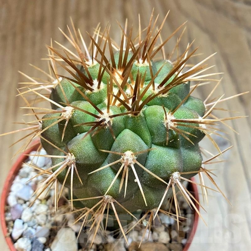 SH18324 Copiapoa gigantea GCG15004, grafted