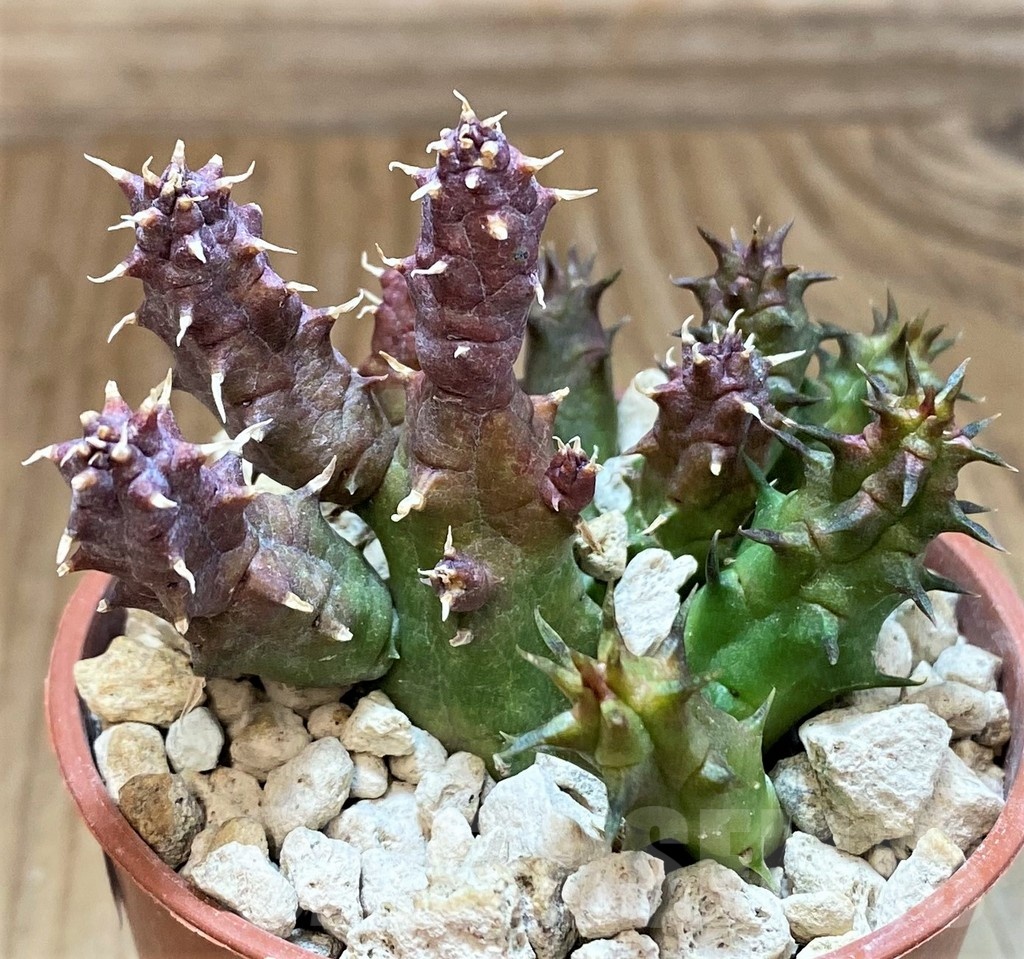 SH18363 Huernia whitesloaneana