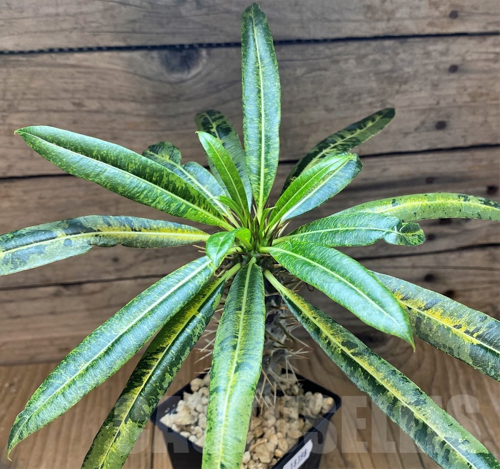 SH18398 Pachypodium lamerei f. variegata, grafted