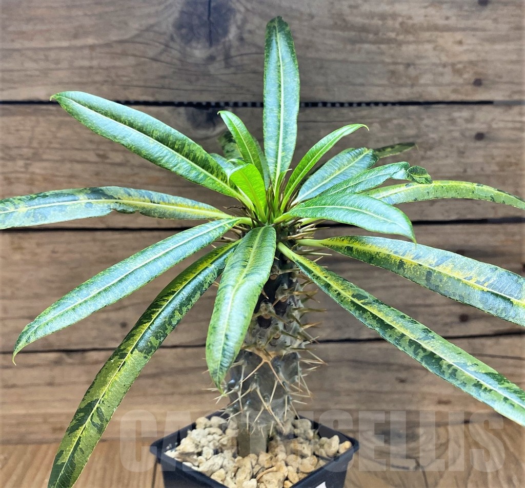 SH18398 Pachypodium lamerei f. variegata, grafted - Imagen 2
