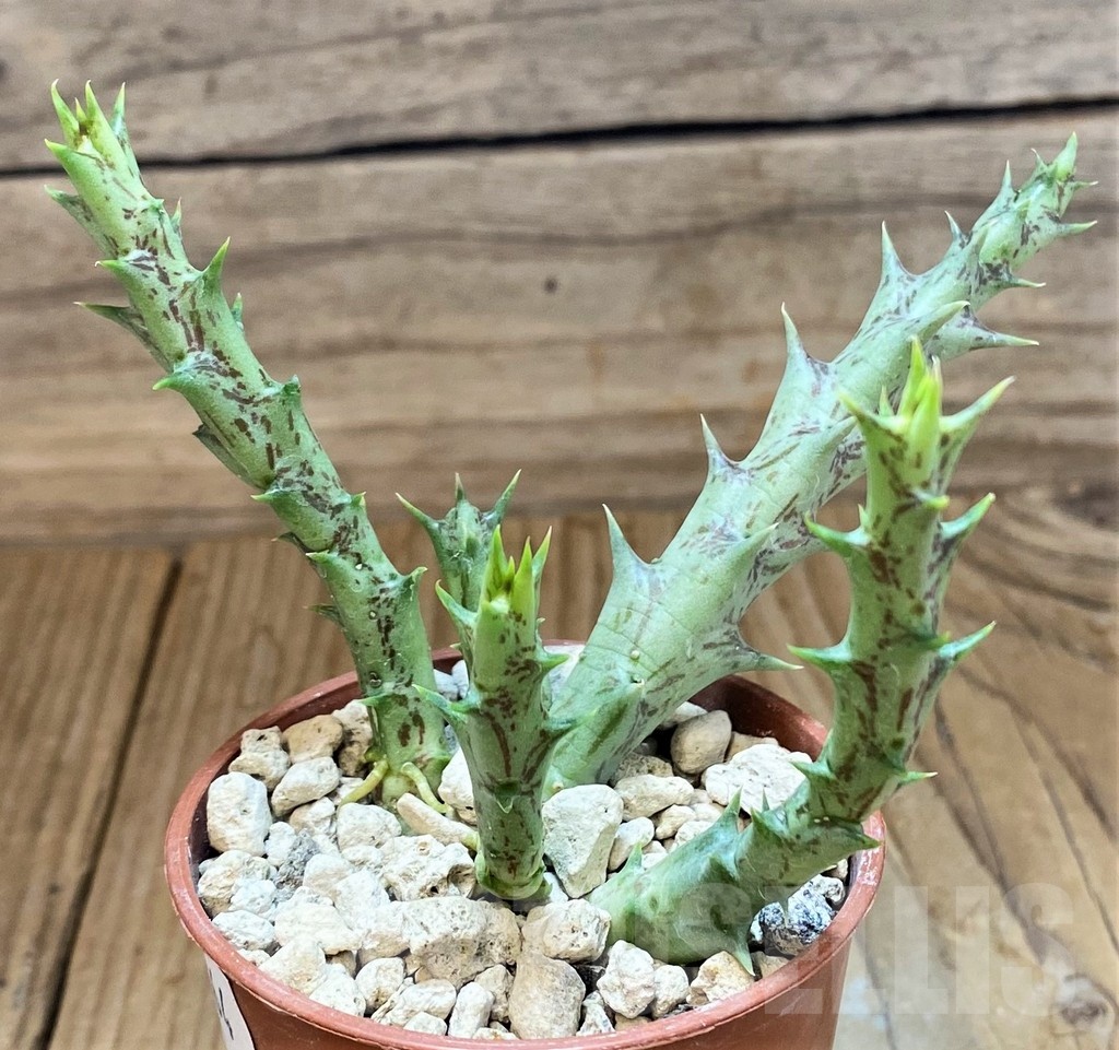 SH18364 Orbea semitubiflora LTN3772 -Arusha, Tanzania- - Image 2