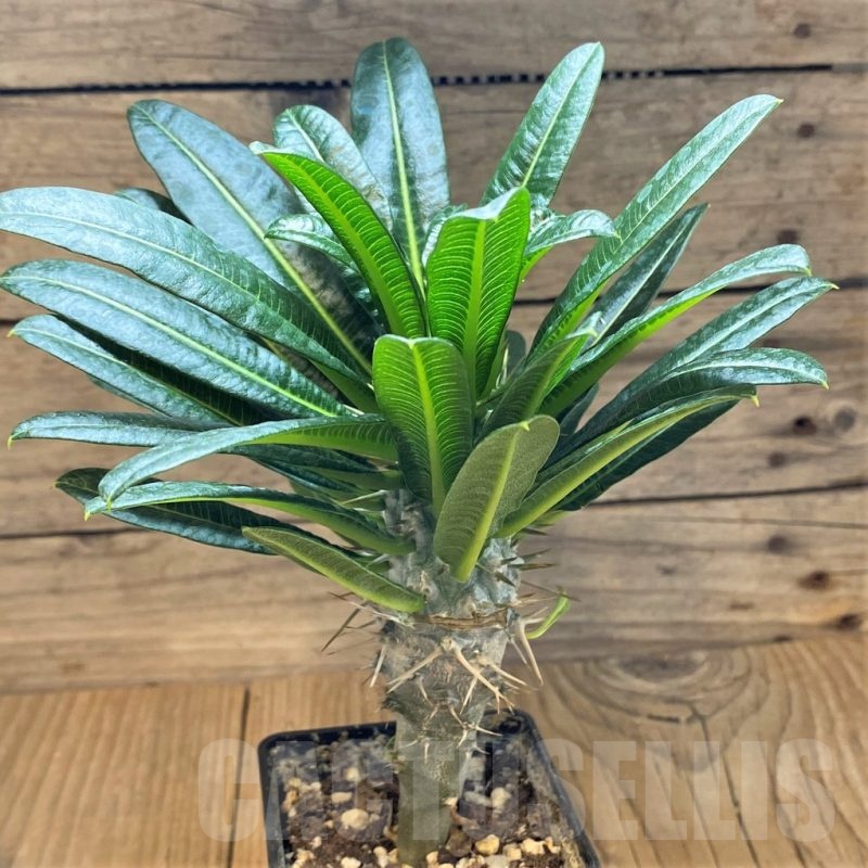 SH18401 Pachypodium lamerei f. monstrosa, ex Cock