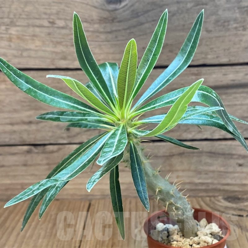 SH18402 Pachypodium rosulatum