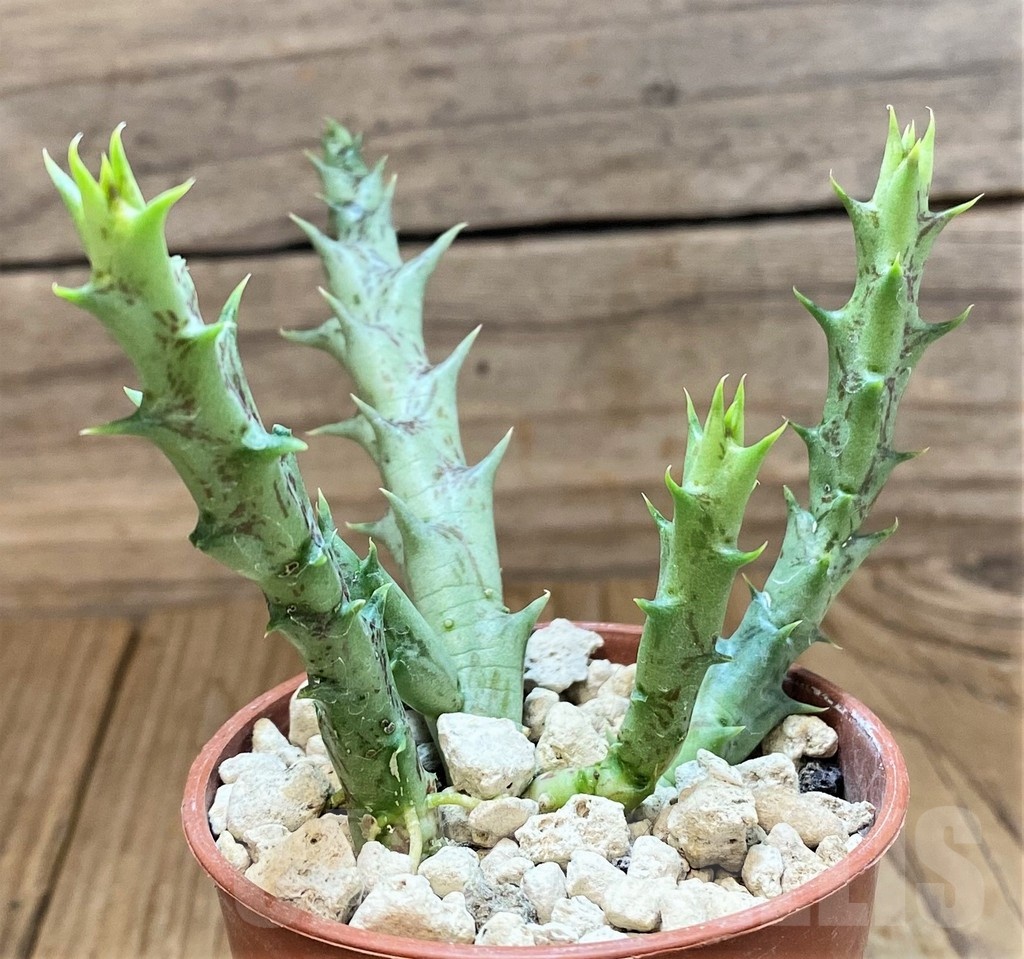 SH18364 Orbea semitubiflora LTN3772 -Arusha, Tanzania-