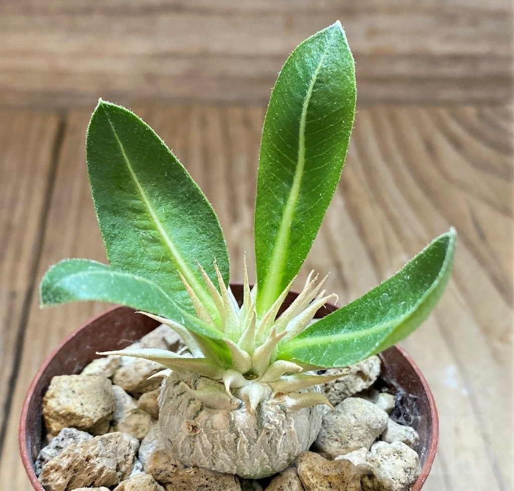 SH18404 Pachypodium brevicaule ssp. leucoxanthum