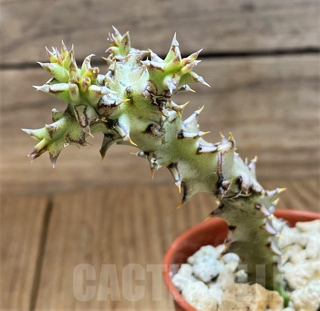 SH18365 Edithcolea grandis, seedling