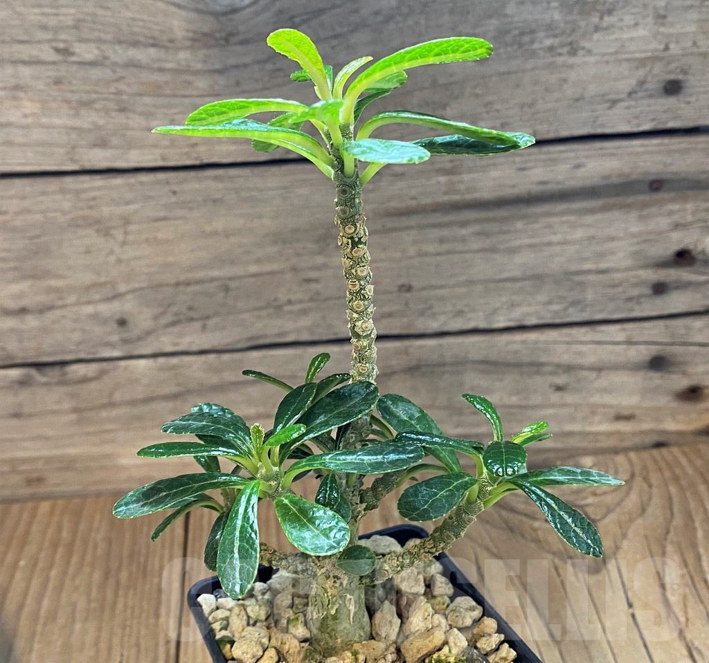 SH18413 Dorstenia gigas - immagine 2