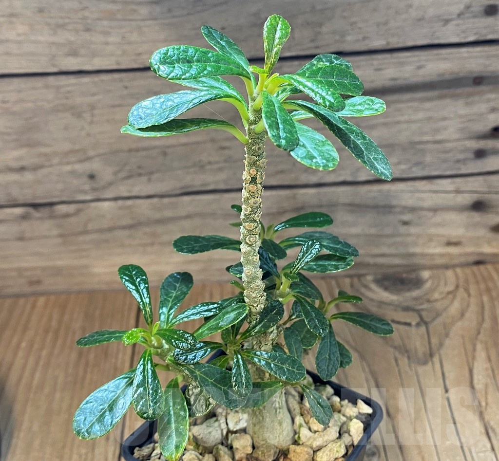 SH18413 Dorstenia gigas