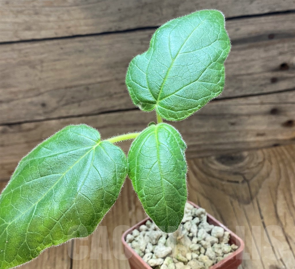 SH18414 Uncarina roeoesliana