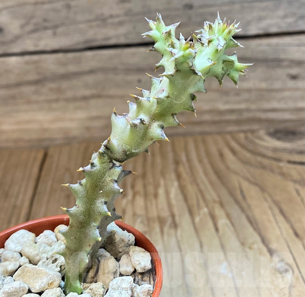 SH18365 Edithcolea grandis, seedling - Image 2