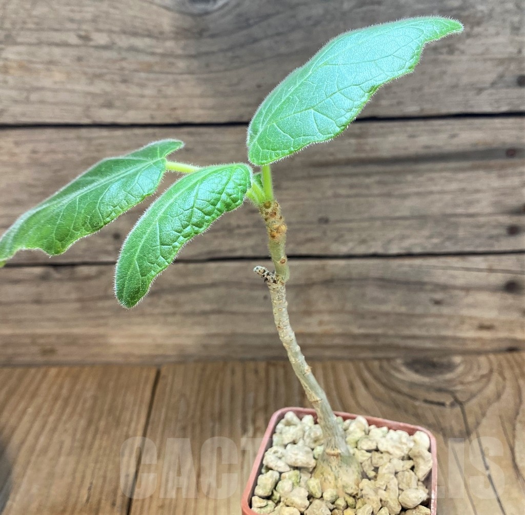 SH18414 Uncarina roeoesliana - Image 2