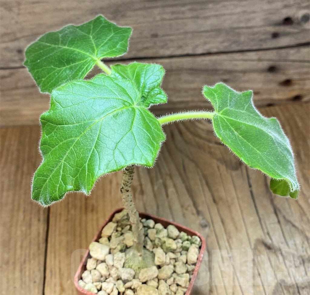 SH18415 Uncarina roeoesliana