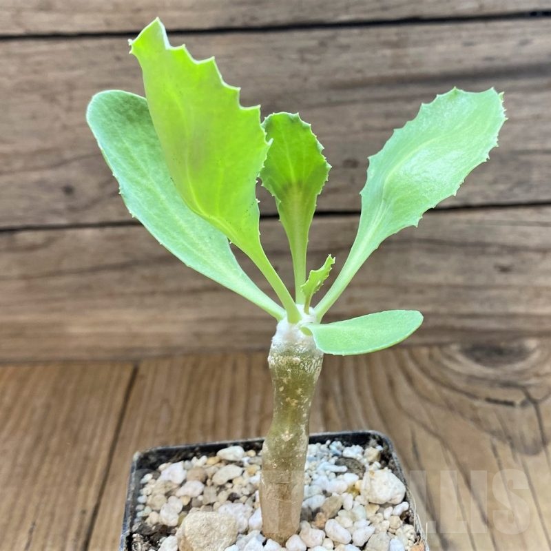 SH18418 Othonna cremnophila