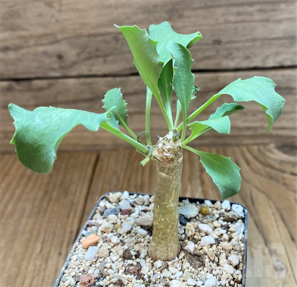 SH18419 Othonna triplinervia x cremnophila - Image 2