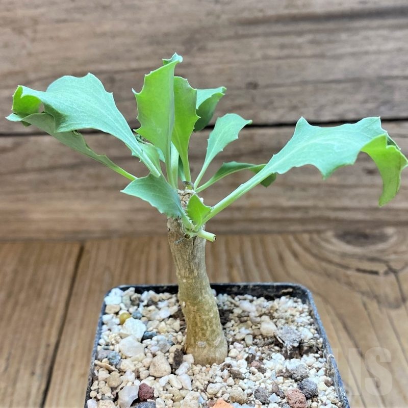 SH18419 Othonna triplinervia x cremnophila